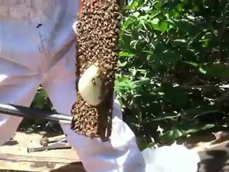 Pt. 2 Live Bee Removal By Bee Green Bee In Inglewood, ...