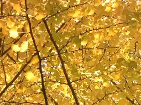 Trio Los Panchos - Estrellita