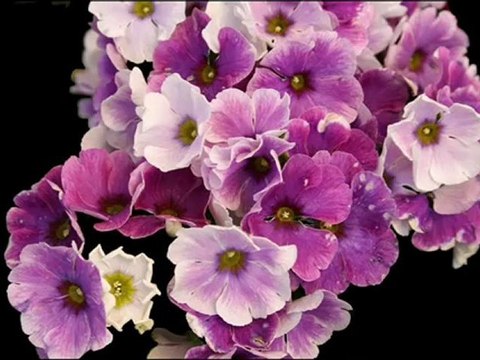 Trio Los Panchos - Historia de un amor(ある恋の物語)