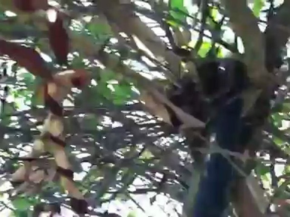 Live Bee Swarm Removal By Bee Green Natural Bee Removal ...