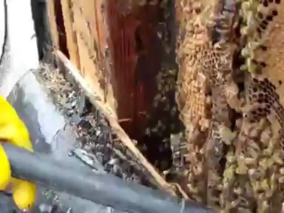 Live Bee Removal By Bee Green in Los Angeles, Ca ...