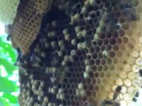 Live Bee Removal By Bee Green In Encino, Ca 877-675-6102