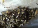 Bee Green Africanized Bee Removal in Laguna Niguel, Ca ...