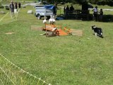 07-Concours chiens de Berger-Lac d'Estaing
