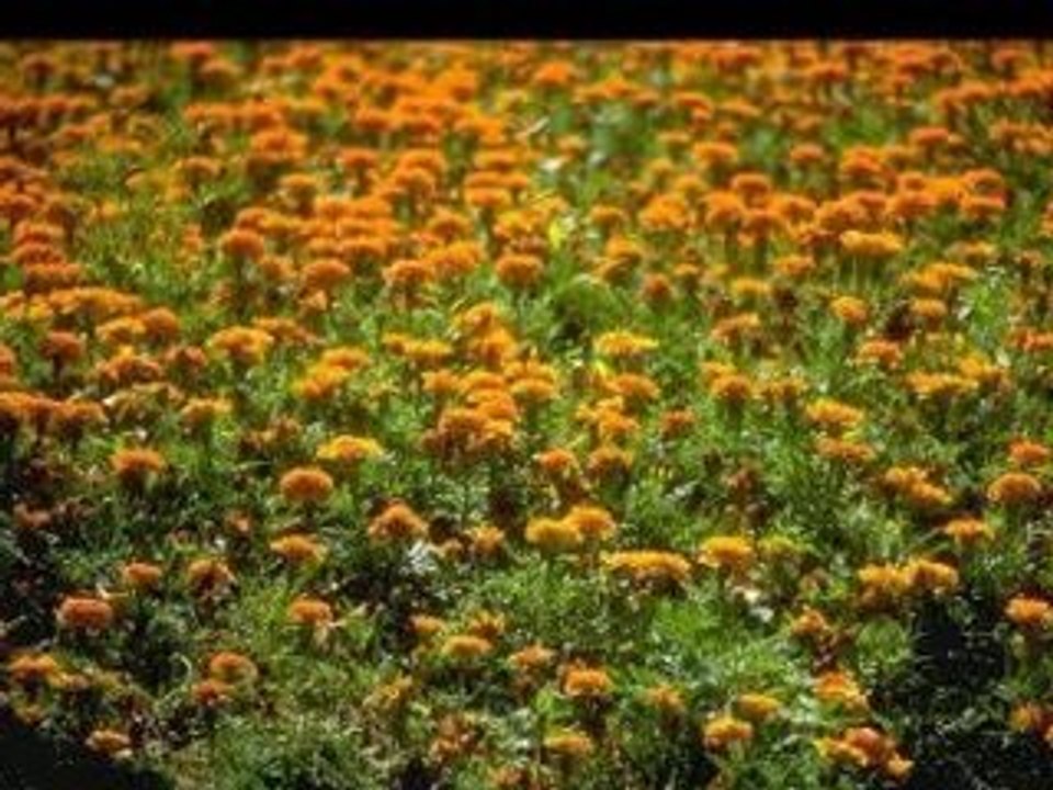 ouled mesbah 2