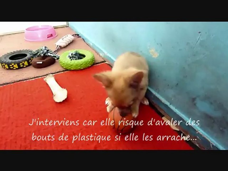 Finook sèche + 1ere sortie en laisse d'Hakéla