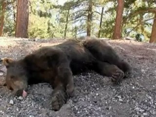 Wandering bear cub back in the wild