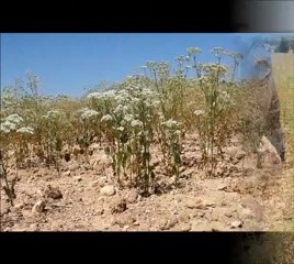 C'est très bientôt la récolte de nos graines d'anis pour notre bien bon bonbon ! juillet 2012