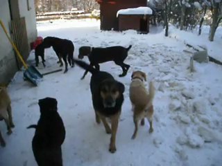 BENSON ET SES POTES NEIGE