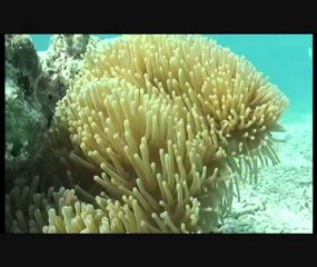 plongée mooréa.wmv