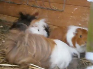 les chonchons et le lapin