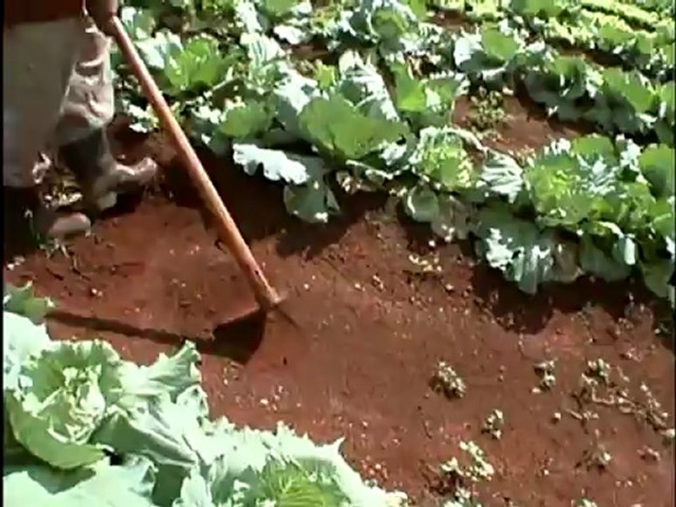 175 The power of community. How Cuba survived peak oil (Faith