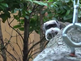 Temporada de nascimentos