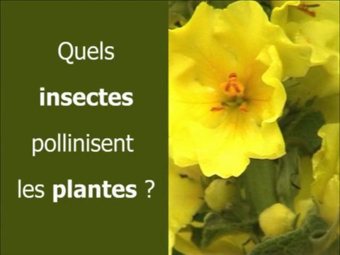 Quels insectes pollinisent les plantes ?