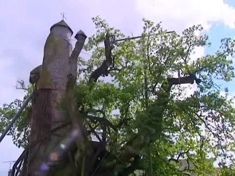 Promenons-nous dans les bois: le chêne d'Allouville-Bellefosse (1/5)