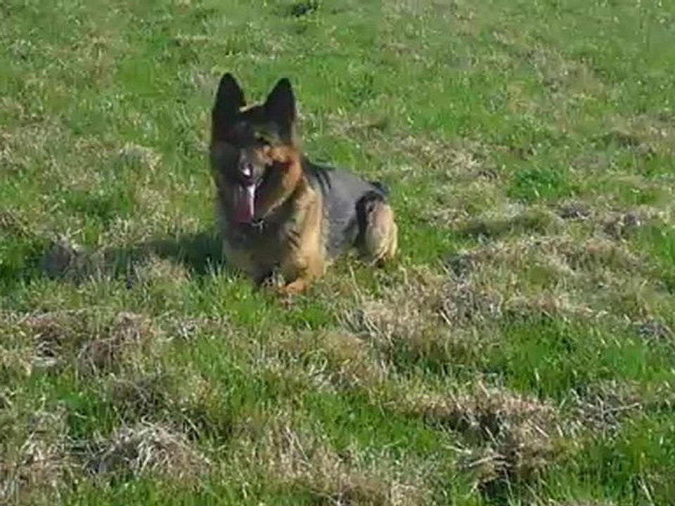 Digger à l'élevage d'araval