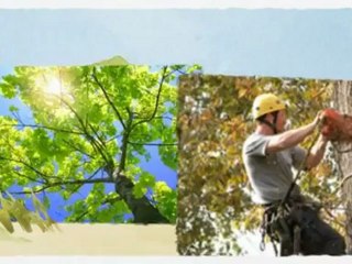 Lumberjacks Tree Service - (231) 578-0651