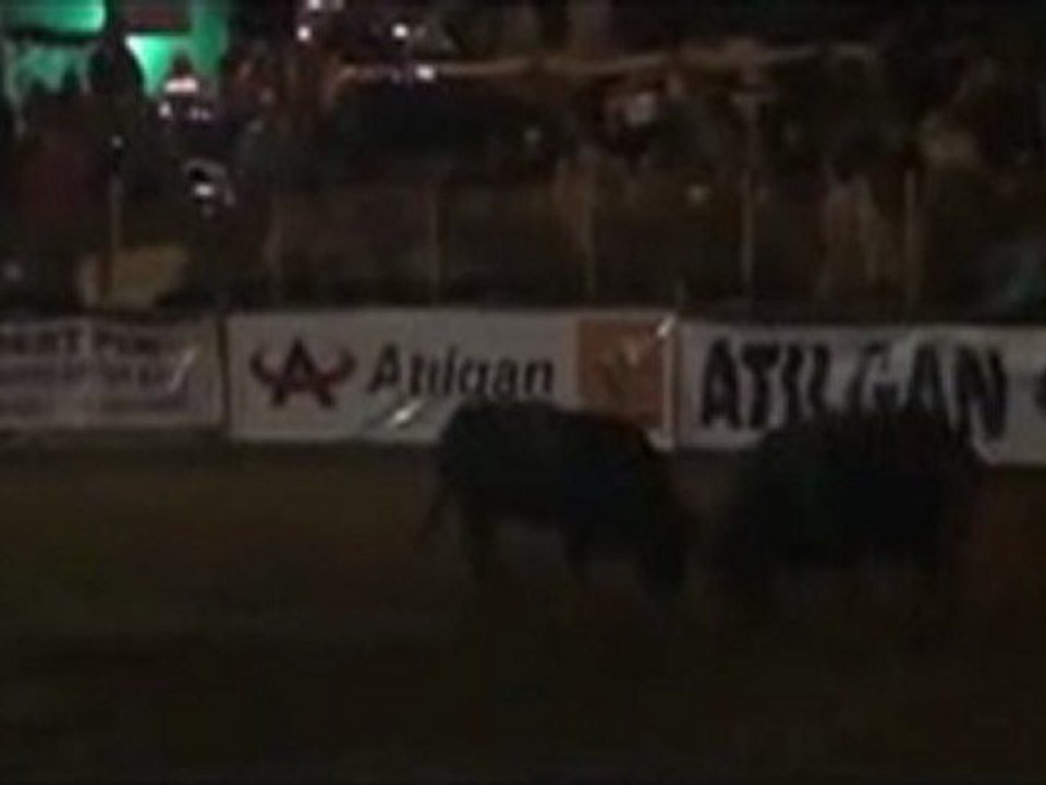 Kafkasör Festivali 2012 Boğa Güreşleri-Başaltı  Yarıfinal Güreşi