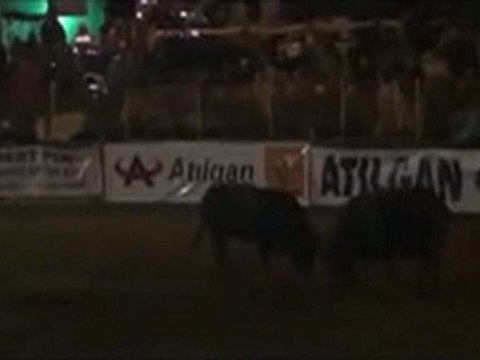 Kafkasör Festivali 2012 Boğa Güreşleri-Başaltı Yarıfinal Güreşi