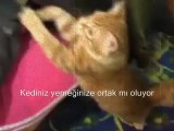 Aptish Kedi Maması