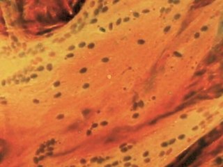 Comment obtenir de la viande in vitro ?