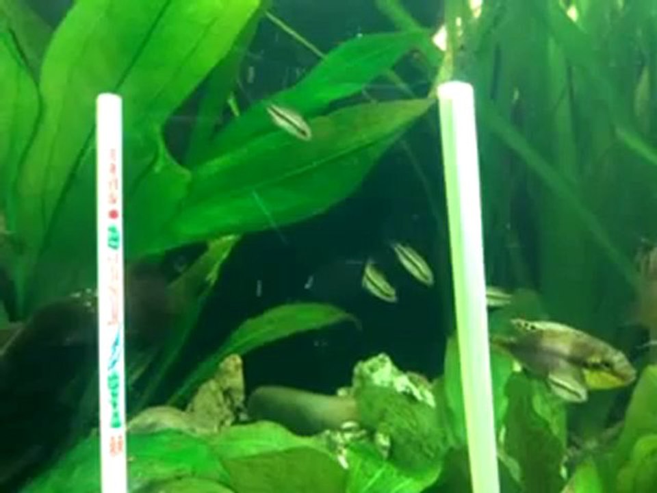 Alevins Subocellatus le 12 07 2012 (2 mois et demi environ) ils ne sont plus que 5...