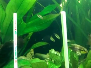 Alevins Subocellatus le 12 07 2012 (2 mois et demi environ) ils ne sont plus que 5...