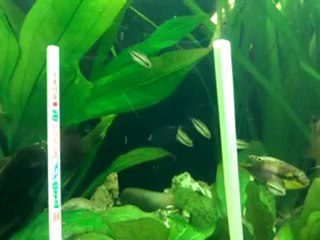 Alevins Subocellatus le 12 07 2012 (2 mois et demi environ)
