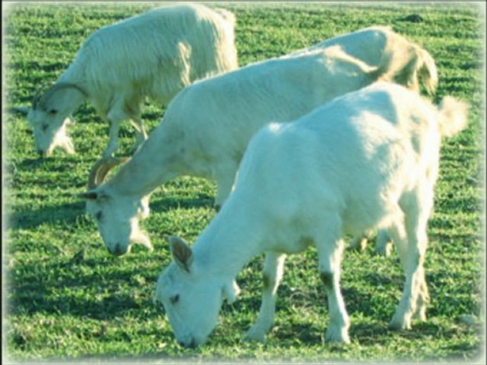 KEÇİ ÇİFTLİĞİ PROJESİ, KEÇİ ÇİFTLİĞİ NASIL YAPILIR HAZER EMLAK