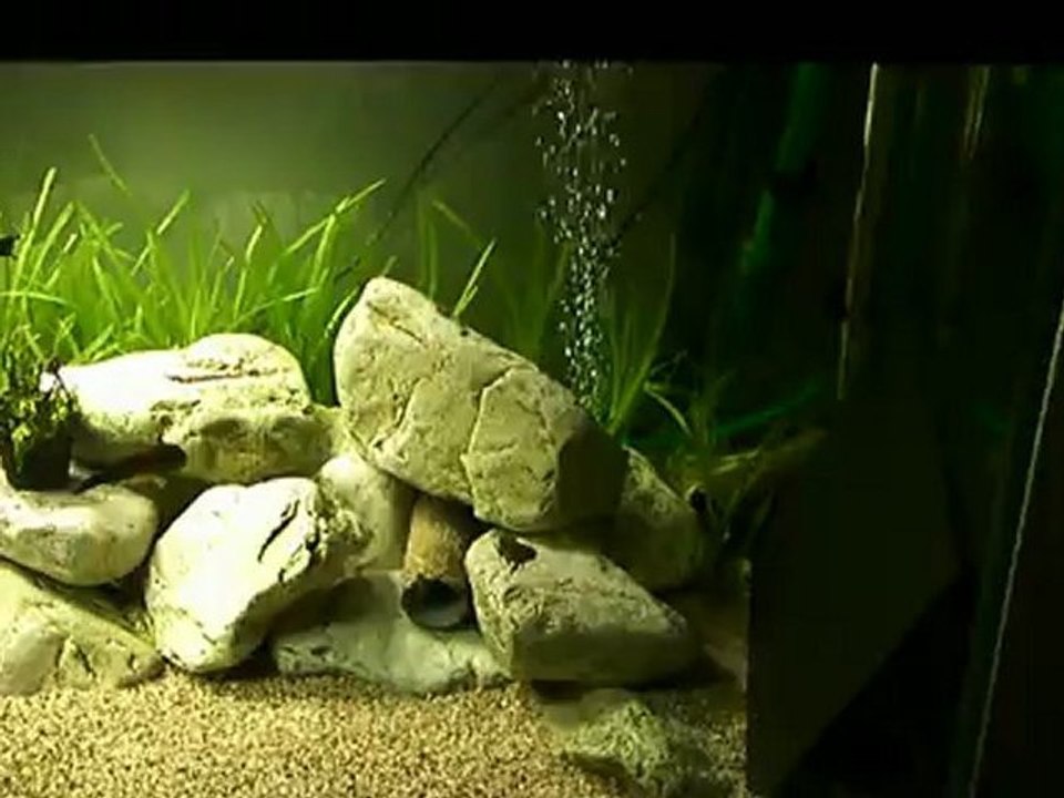 500l Tropheus black bemba (1)