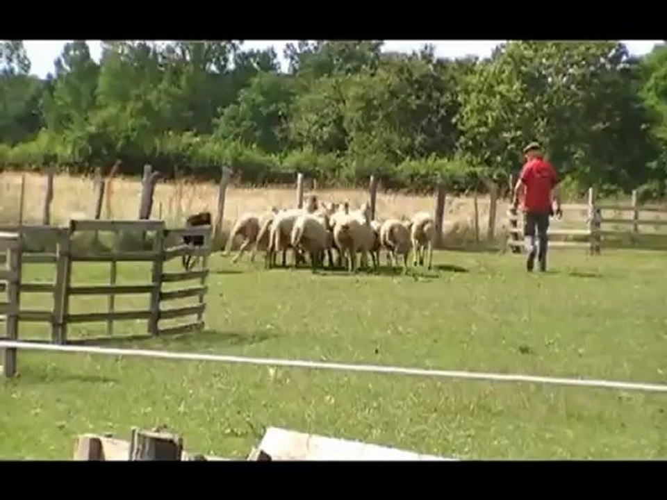 Galaxina 1ère sortie du cercle avec les brebis