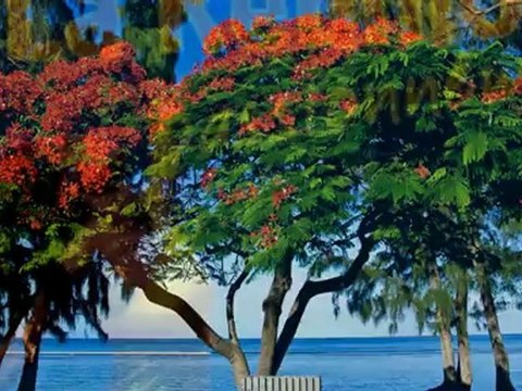 Jean Claude Borelly Love Serenade (