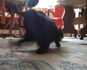 Kısırlaştırılan Bir Kedinin Ağıdı