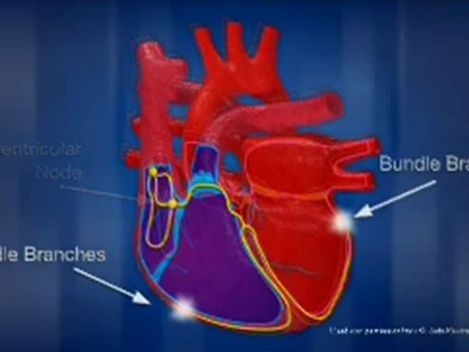 Heart Anatomy