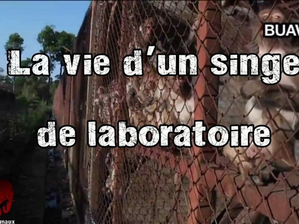 La vie d'un singe de laboratoire