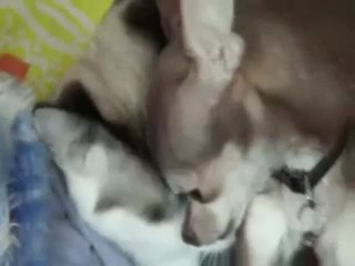 Кошка с собакой