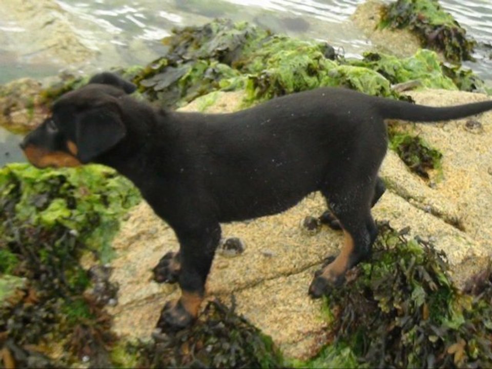 Elfie et ses chiots à la plage