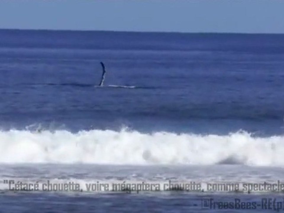 Baleine à St Leu de La Réunion - Mai 2012