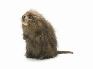 Peluche rat musqué 18 cm