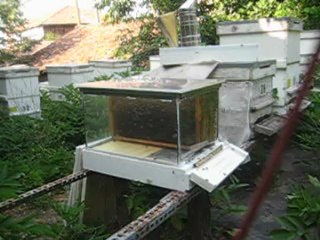 GÖZLEM KOVANI OKSALİK ASİT UYGULAMASI 002