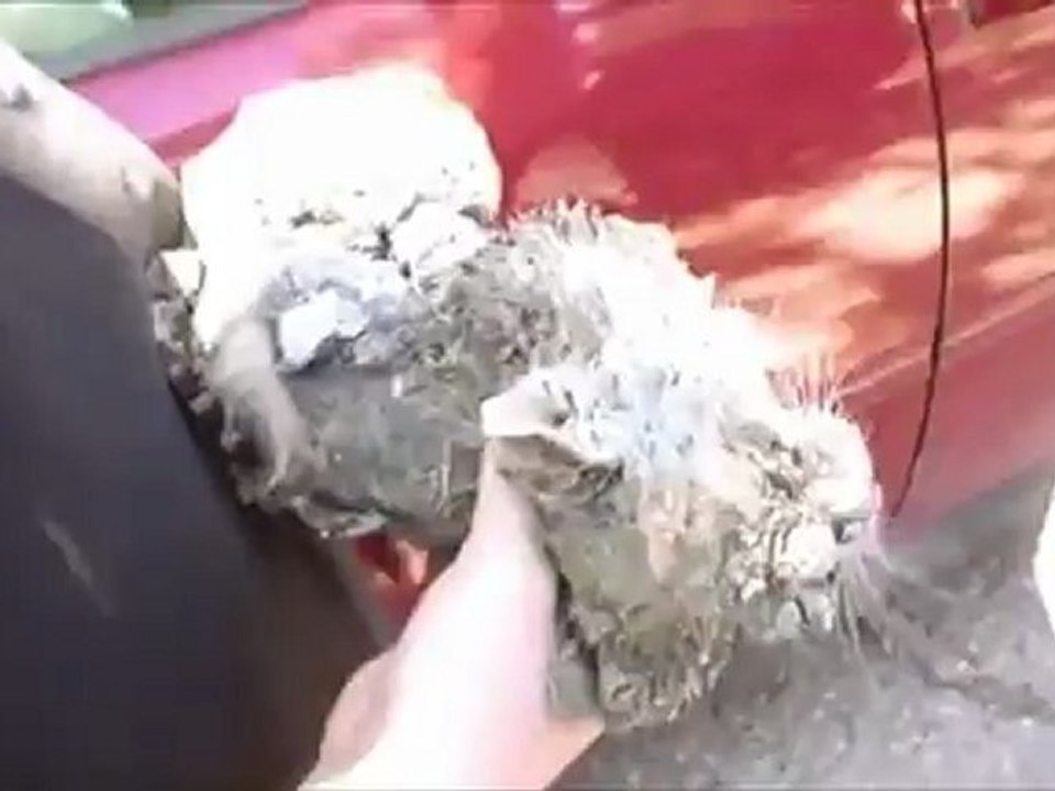 Salvamento de um gatinho que algum animal enterrou em cimento
