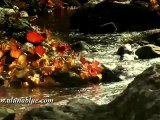 Stock Video - Autumn Gold clip 06 - Stock Footage - Fall Colors - Video Backgrounds