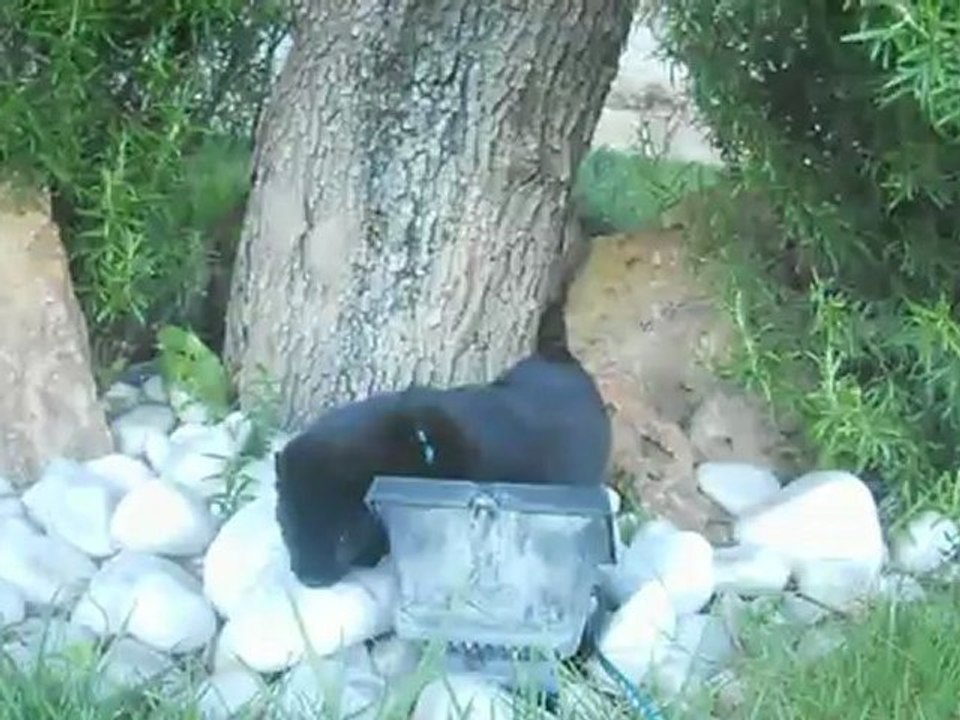 Rusko qui decouvre le jardin