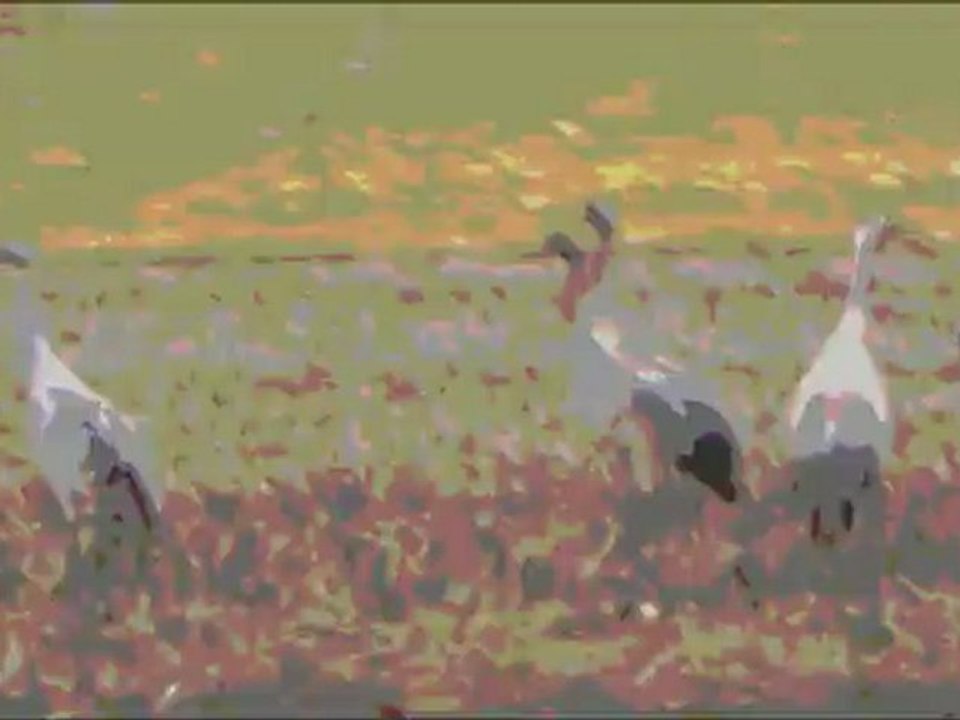 Migration Grus grus northbound, tribute to Warhol's camouflages (and Alain Jacquet)