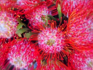 Silvosa Hermanos - Floristería en Moratalaz, Madrid