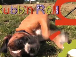 Rubb'n'Roll : The first toy 100% natural and 100% safe for cats and dogs