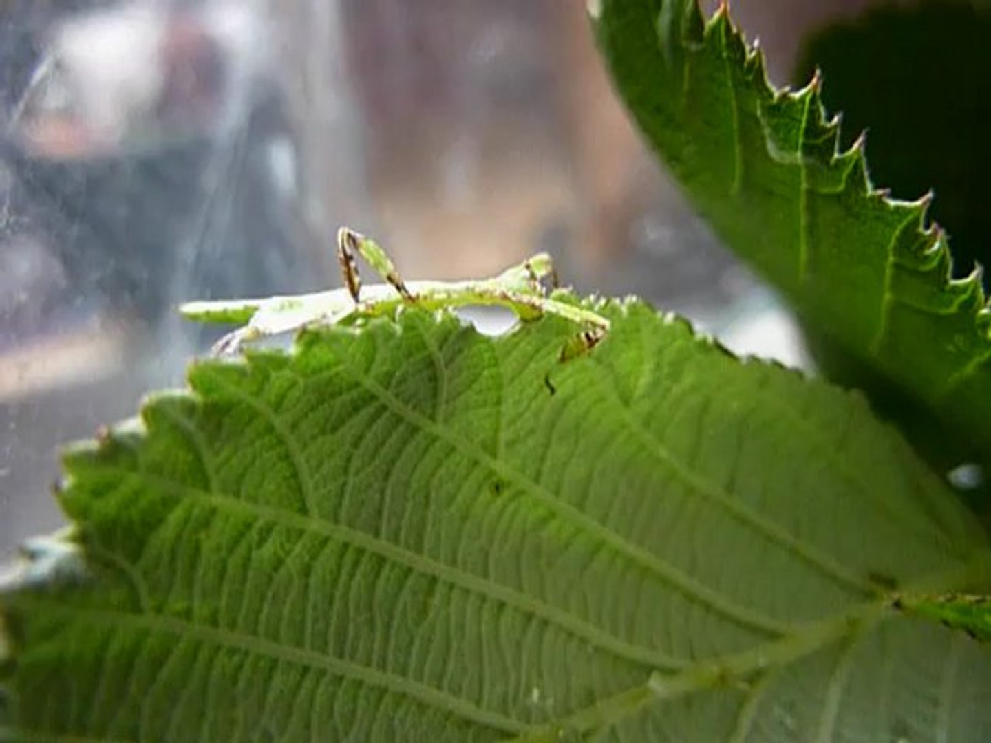 Repas Bebe Phasme Feuille Video Dailymotion