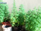 Andria: la Polizia di Stato sequestra 21 piante di cannabis - un arresto ed una denuncia