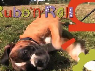 Rubb'n'roll : juguetes para perros y gatos