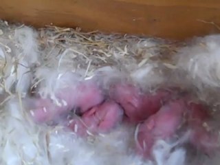 Bébés lapins nuage